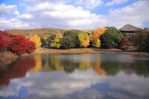 奈良の紅葉80選 / 奈良公園-大仏池
