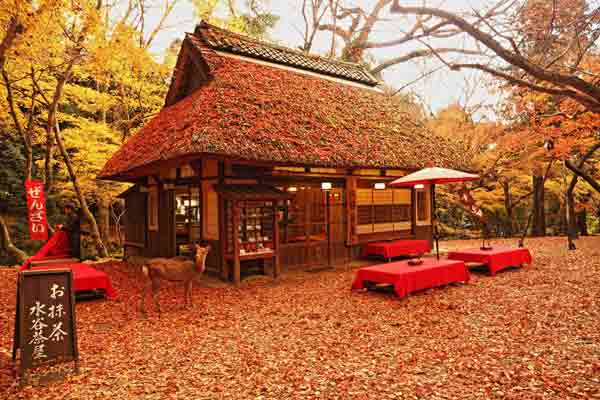 奈良の紅葉80選 / 奈良公園-水谷茶屋