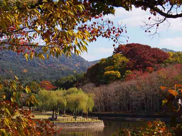 奈良の紅葉80選 / 奈良公園-荒池園地