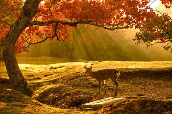 奈良の紅葉80選 / 奈良公園-飛火野園地