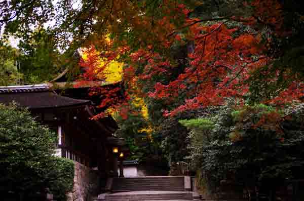 奈良の紅葉80選 / 石上神宮